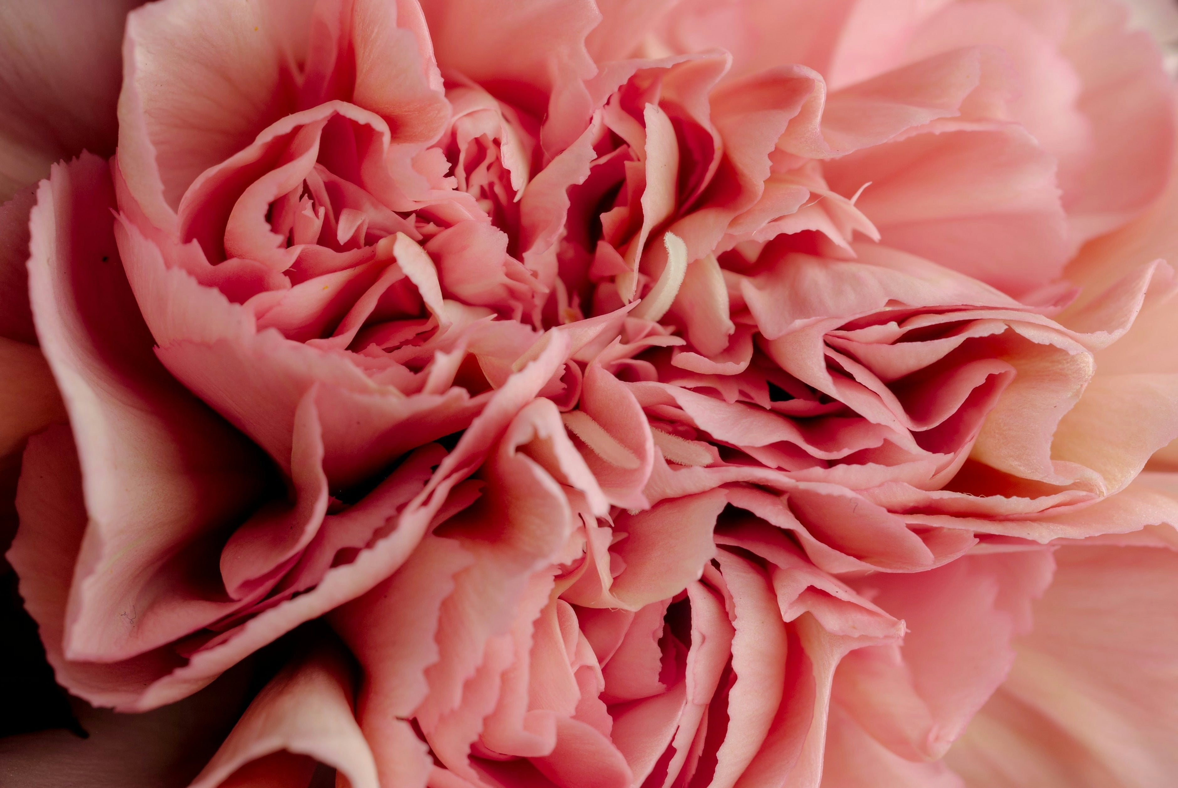 The Connection Between Gut Flora, Diet, and Women’s Intimate Health (Vagina, Vulva, and Urinary Tract)