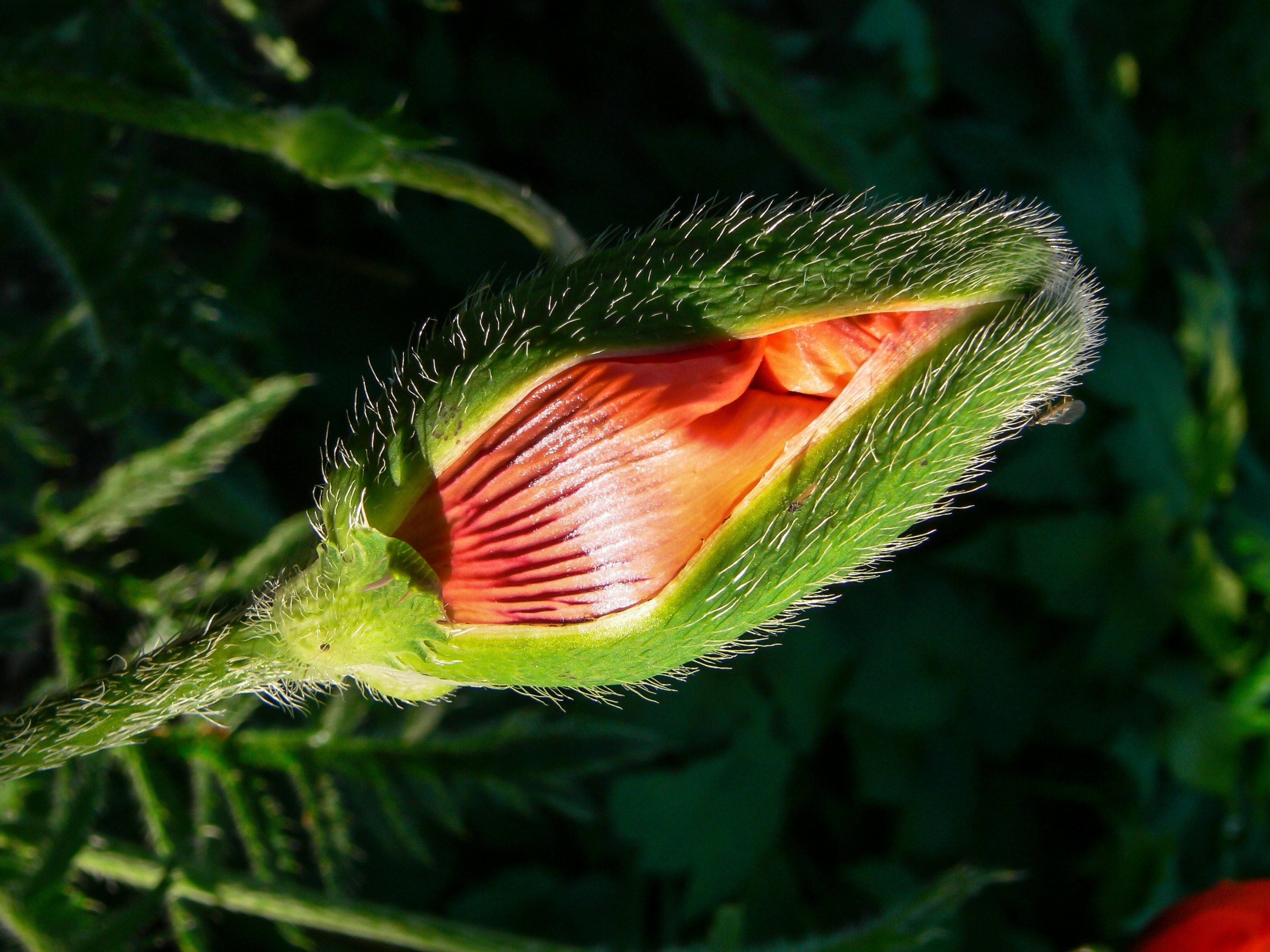 Common Myths About Intimate Health – What’s True, Facts, and Some Tips